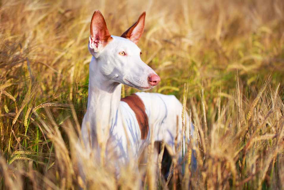 Picture of a izban hound