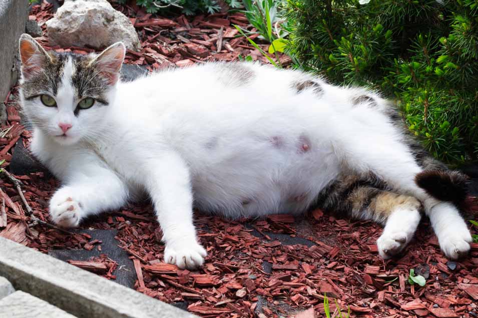 Picture of a white pregnant cat