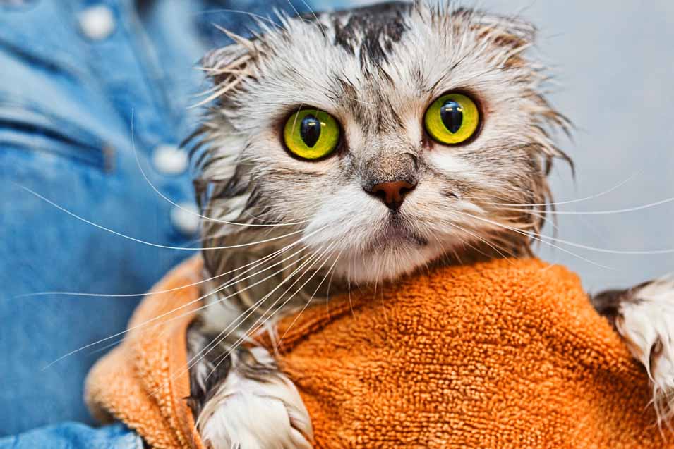 picture of a cat after a bath