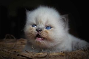 Picture of a newborn kitten