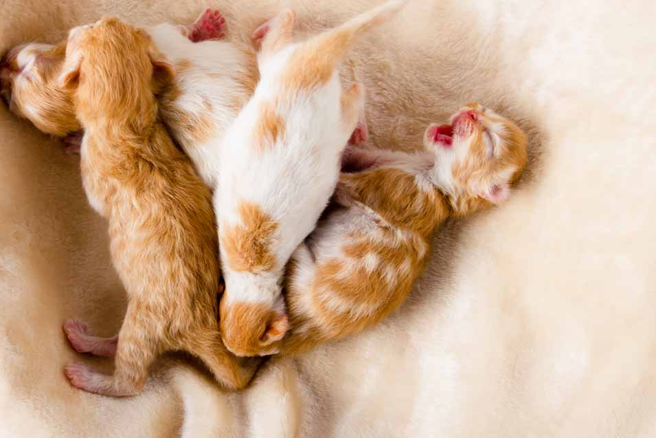 several newborn kittens
