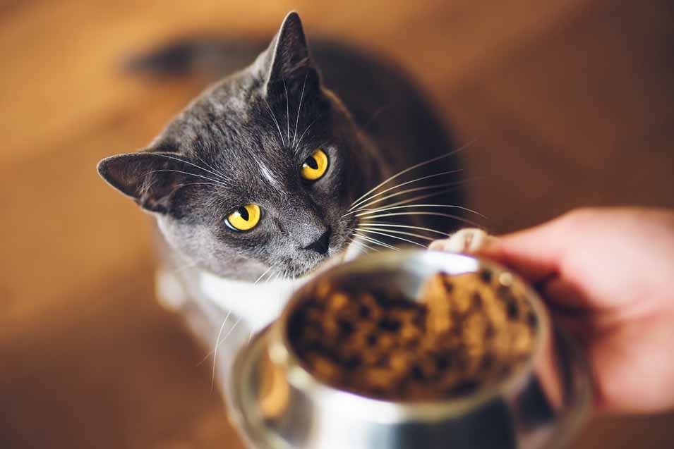 cat getting its food