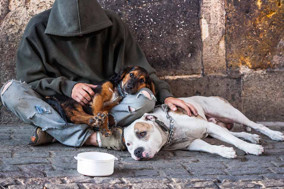 Homeless person and dogs