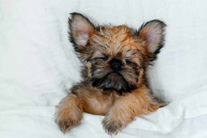 Picture of a puppy in bed