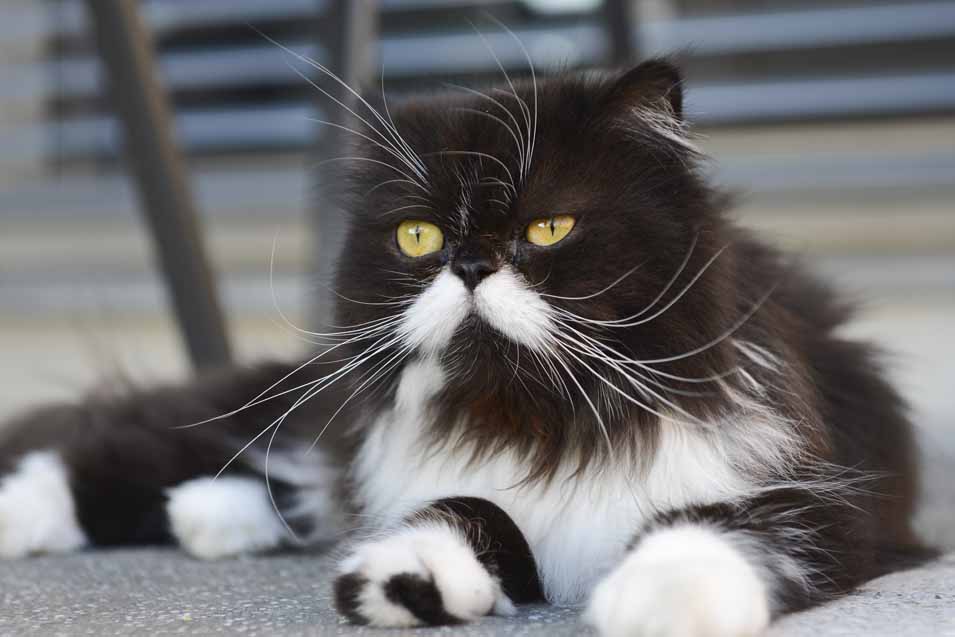 Picture of a black and white cat