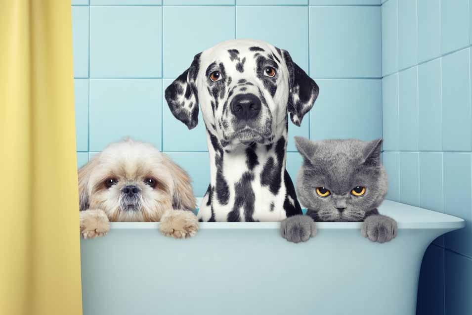 dogs and cats in bathtub