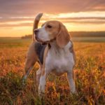 Beagle breed profile