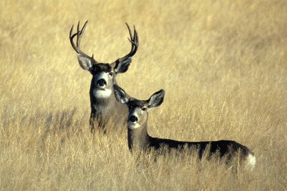Picture of a doe and buck deer