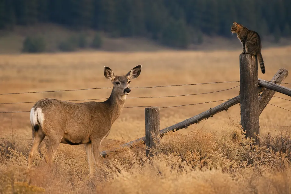 Mule deer standing in a grassy field near a fence while a tabby cat perches on a fence post at dusk.