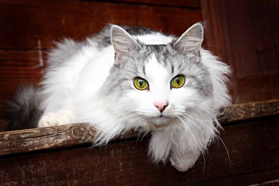 Grey and white cat