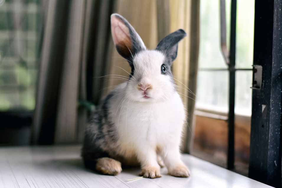 Picture of a tame rabbit