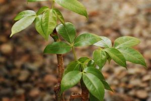 Are Money Trees Toxic to Cats - Pet Friendly House