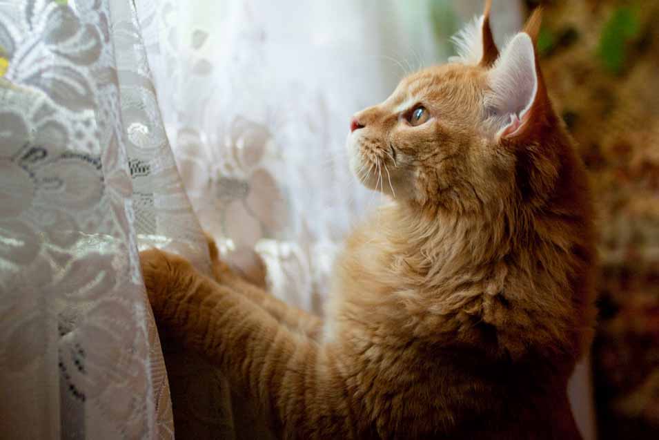 orange cat by a window