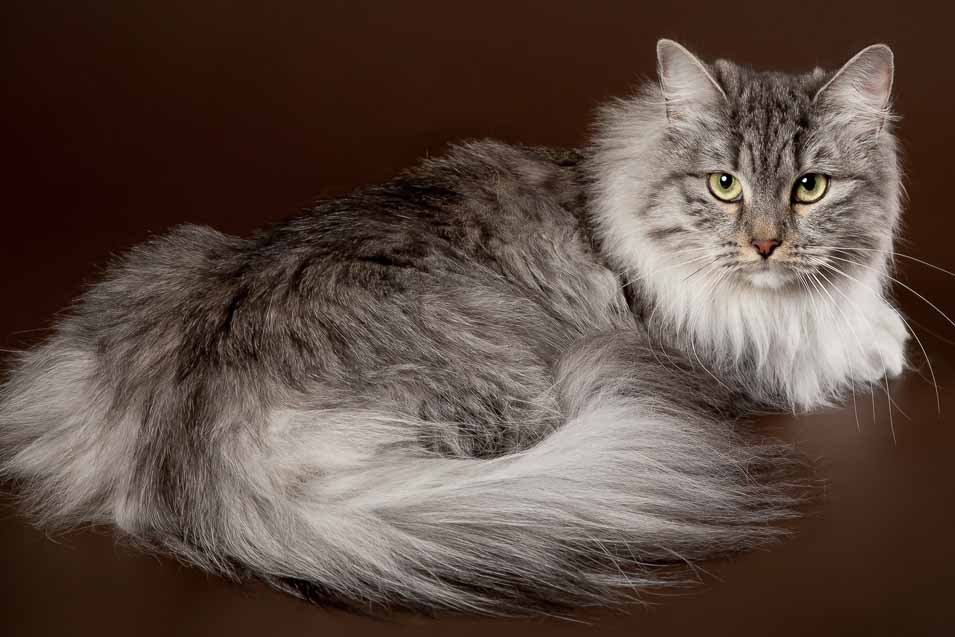Picture of a female cat