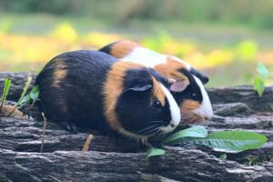 Picture of two guinea pigs