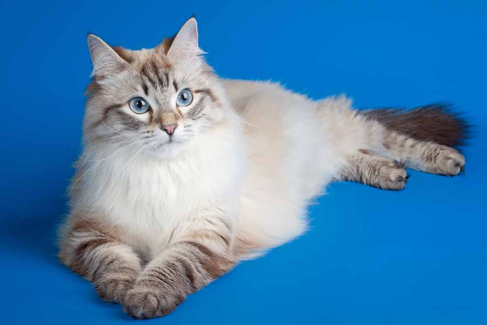 Cat on blue background