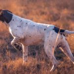 German Shorthaired Pointer Hunting