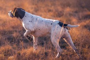 German Shorthaired Pointer Hunting