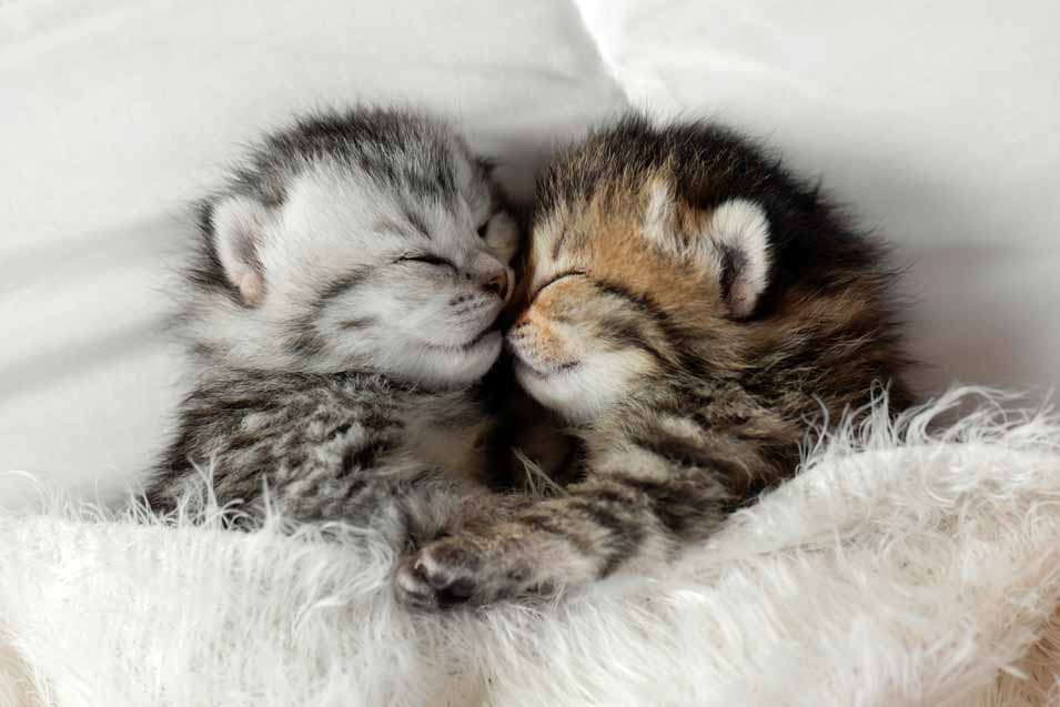 Two baby kittens