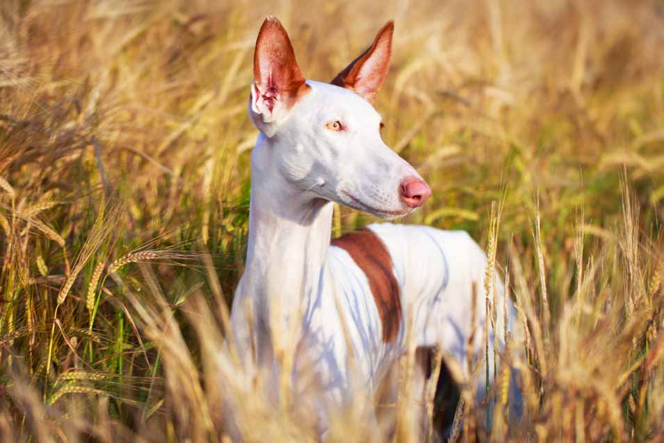 Picture of a Izban hound