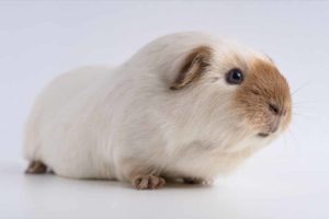 Picture of a white and brown Guinea Pig