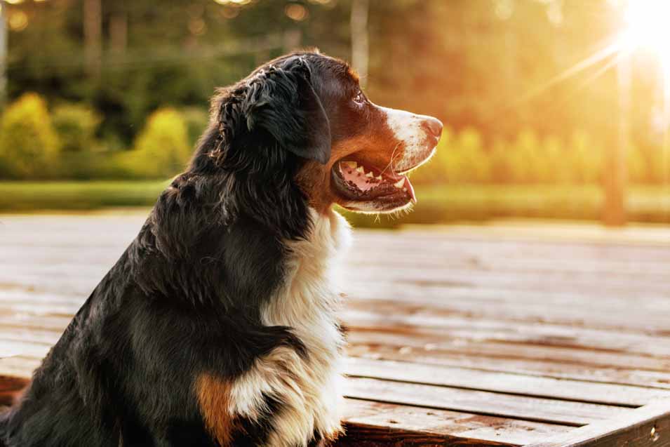 High Cholesterol in Dogs