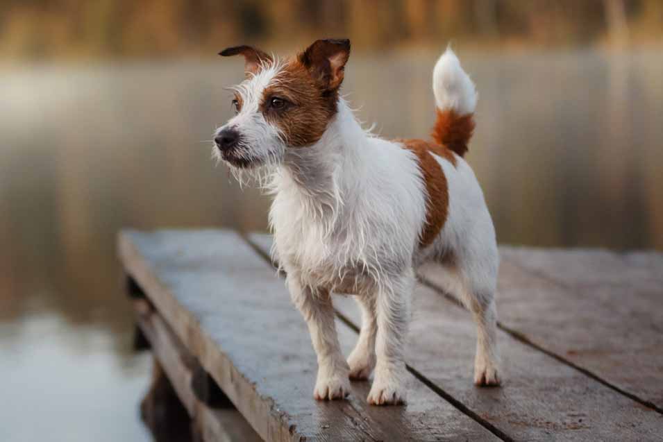 barium poisoning in dogs