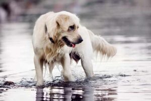 Rickets in Dogs - The Pet Friendly House