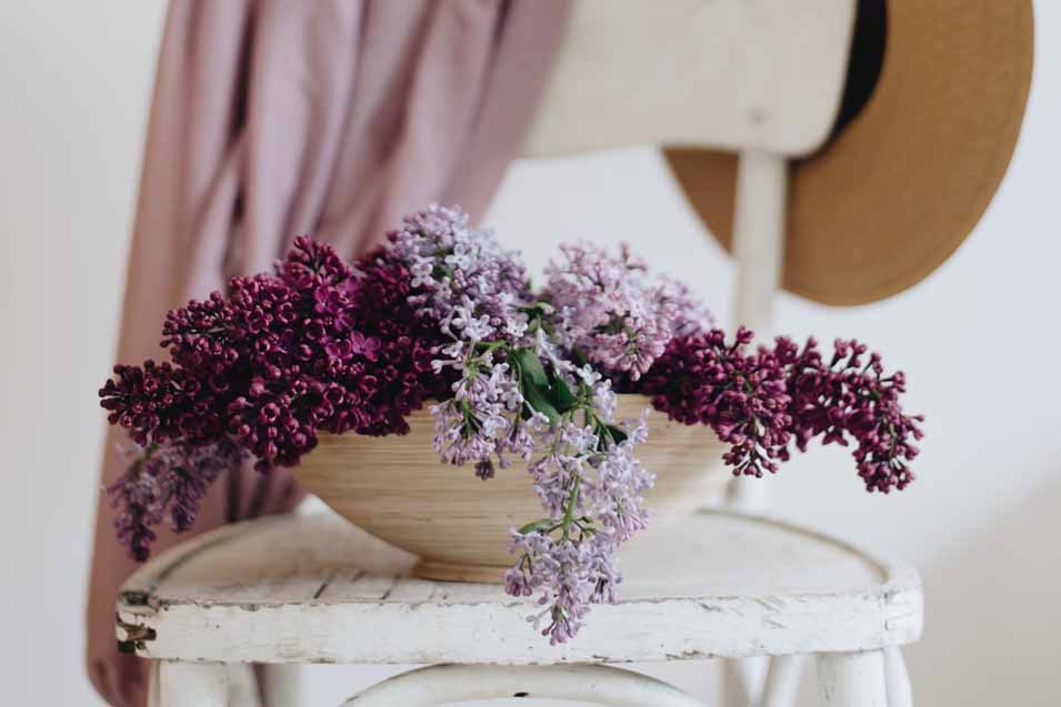 Are Lilacs Poisonous to Cats