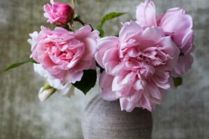 Are Peonies Toxic to Cats - Pet Friendly House