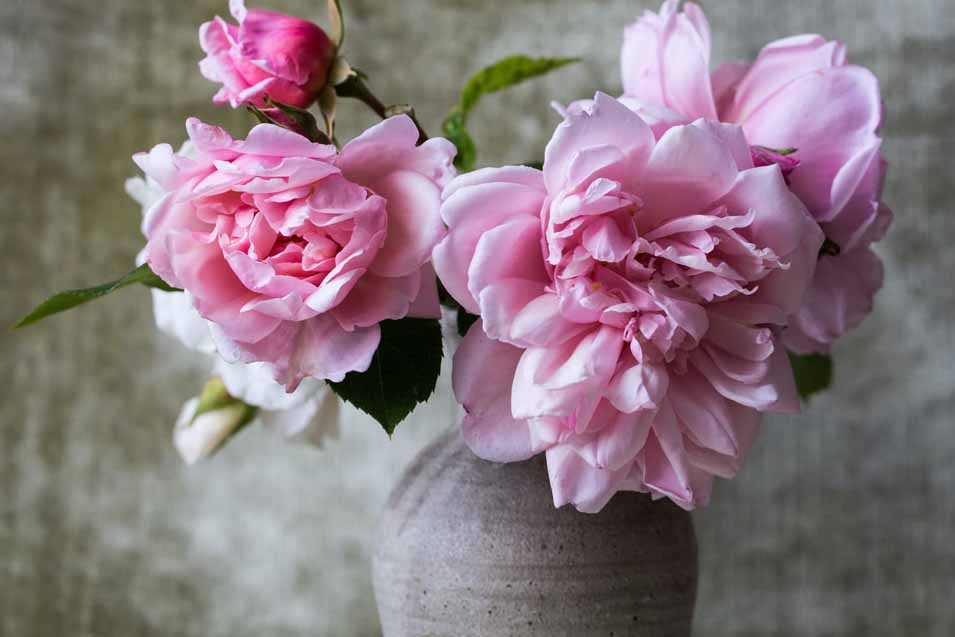 are peonies toxic to cats