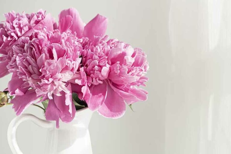 Are Peonies Toxic to Cats Pet Friendly House