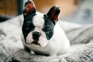 should you invest in pet insurance