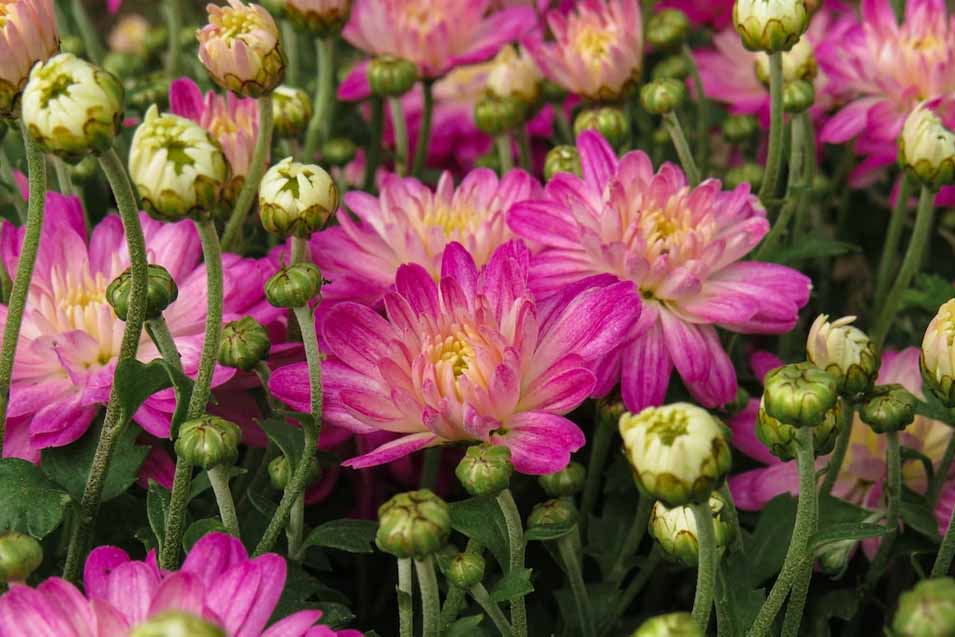 10 Flowers Toxic to Cats Pet Friendly House