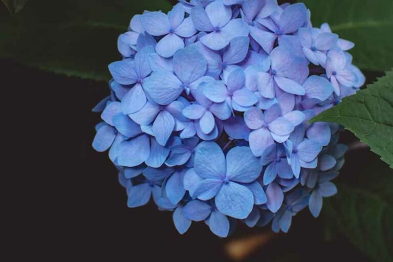 10 Flowers Toxic to Cats Pet Friendly House