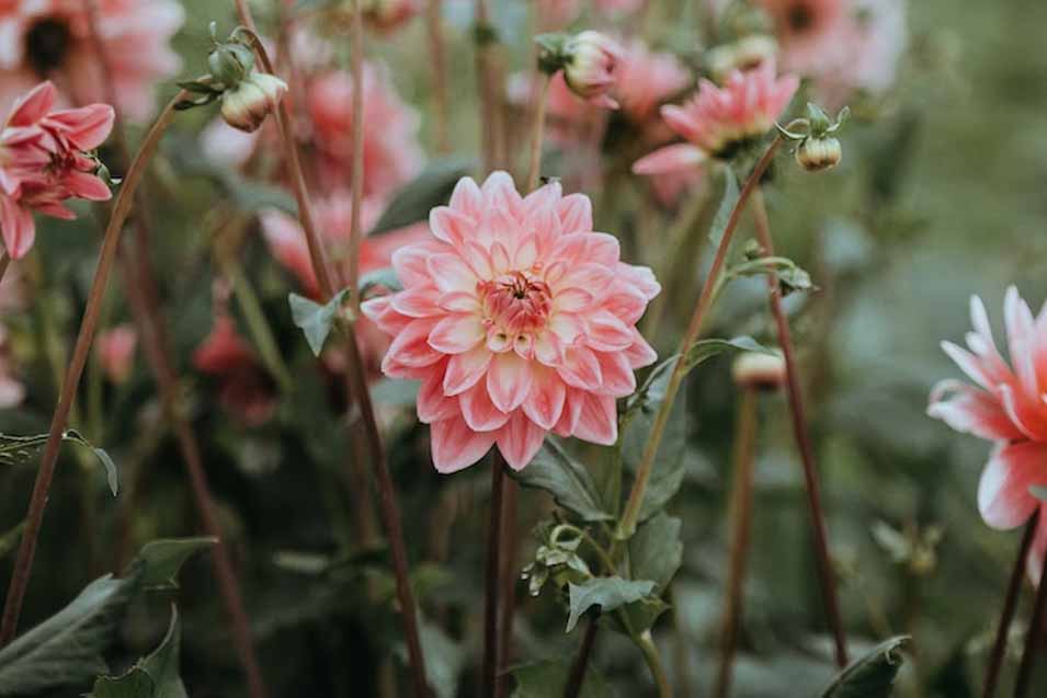 10 Flowers Toxic to Cats Pet Friendly House