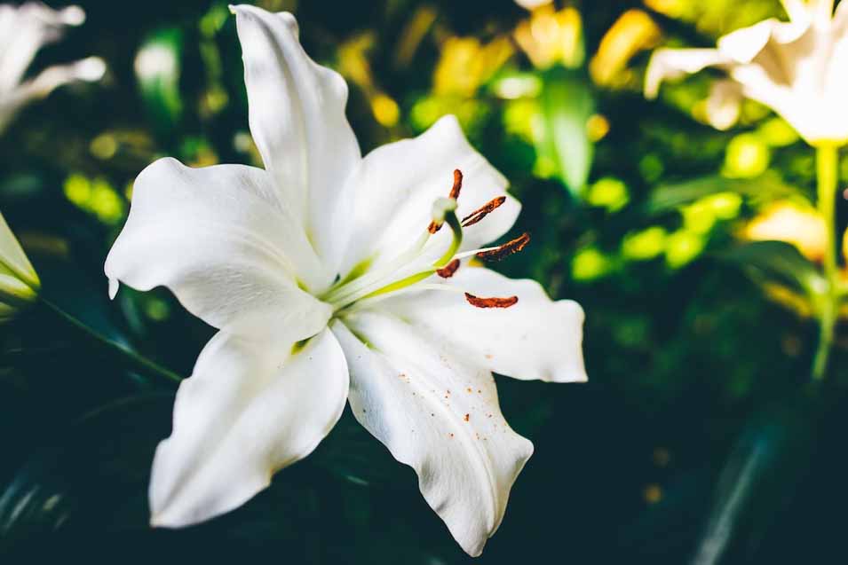 10 Flowers Toxic to Cats Pet Friendly House