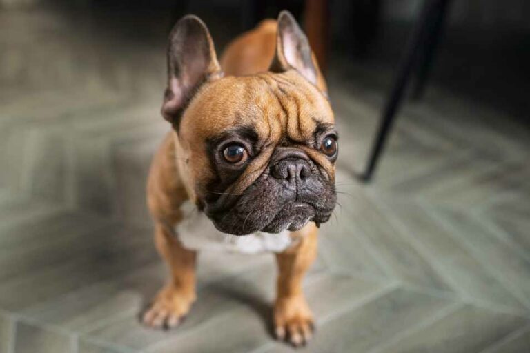 Metabolic Alkalosis in Dogs Pet Friendly House