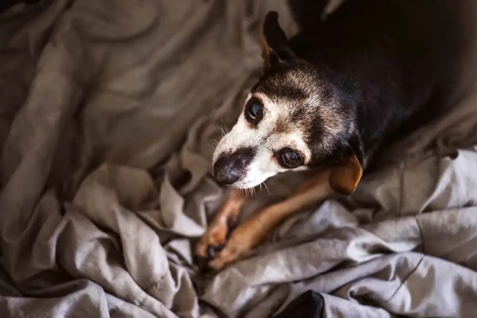 sad looking dog