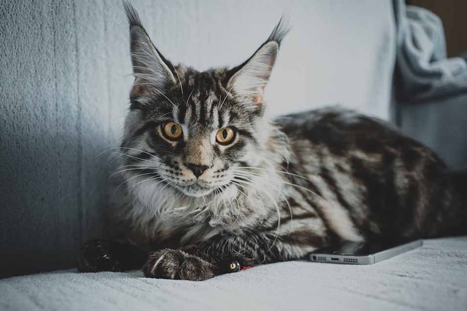 Hereditary Diseases in Cats