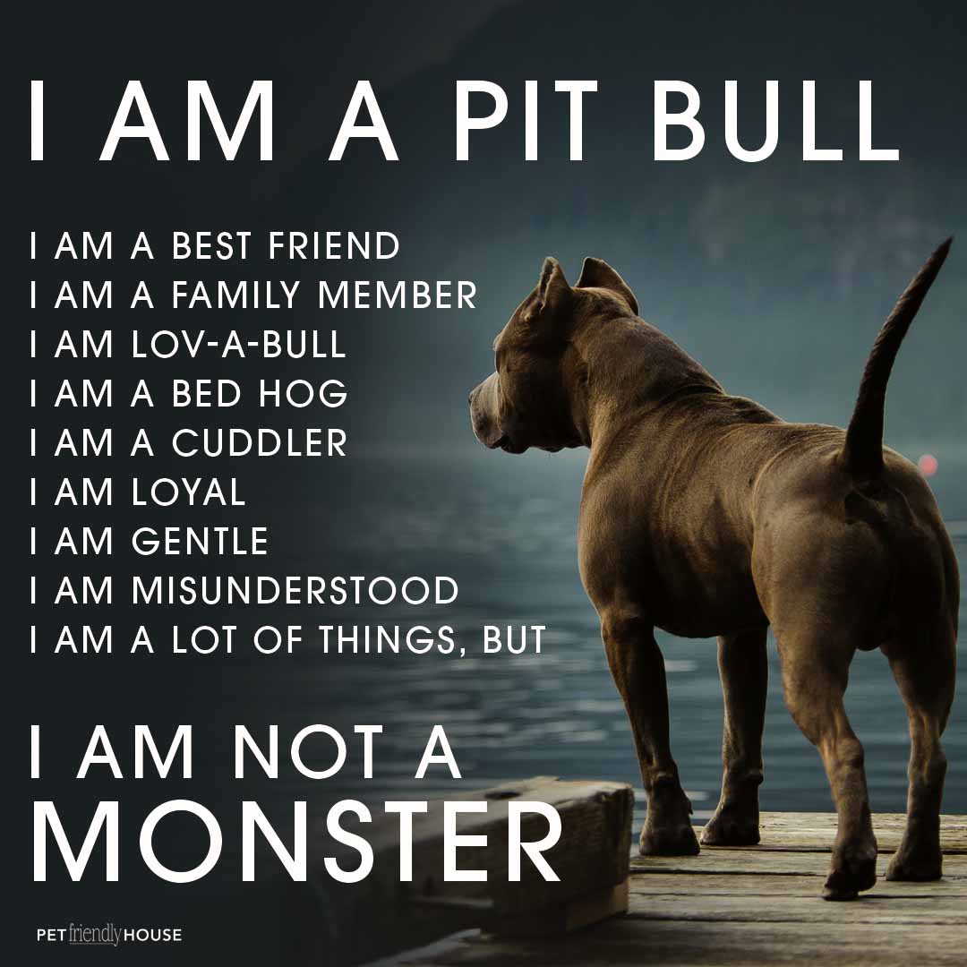 I am a Pit Bull