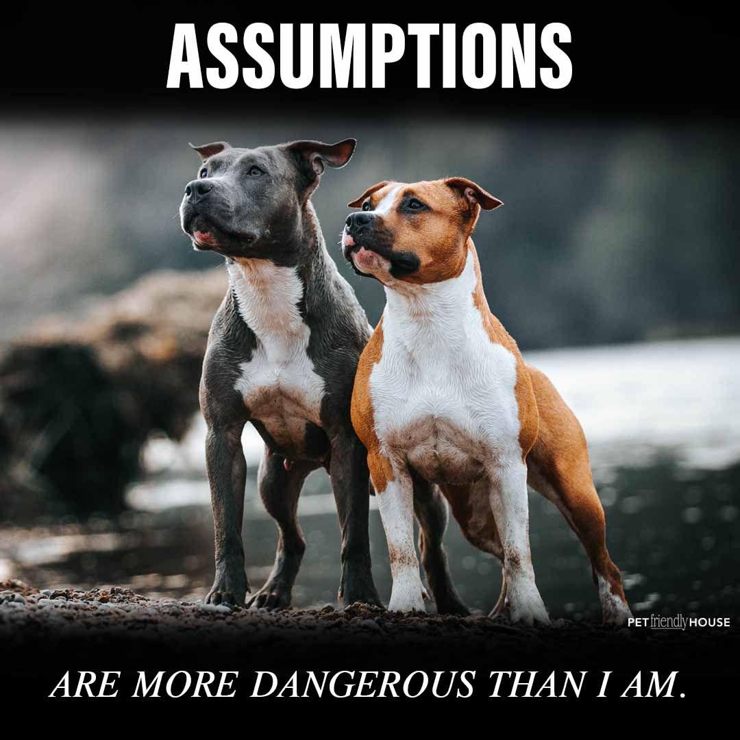 pit bull assumptions