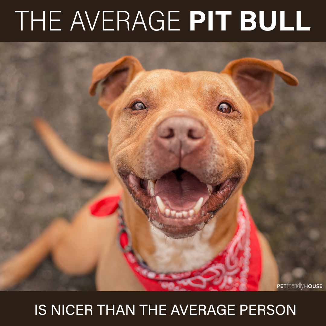 The average pit bull