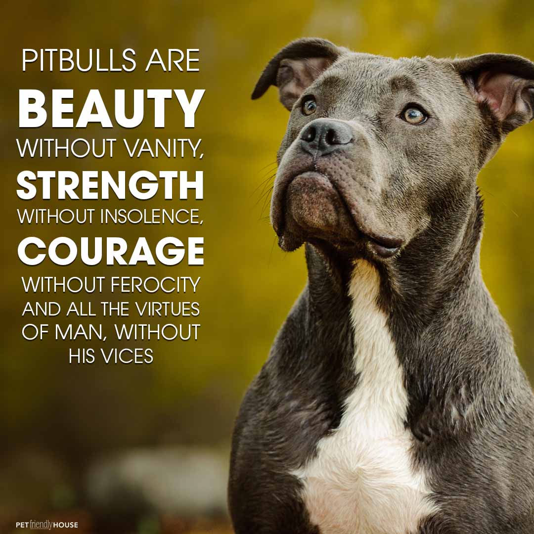 pit bulls are beautiful