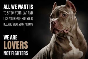 Quotes about Pit Bulls