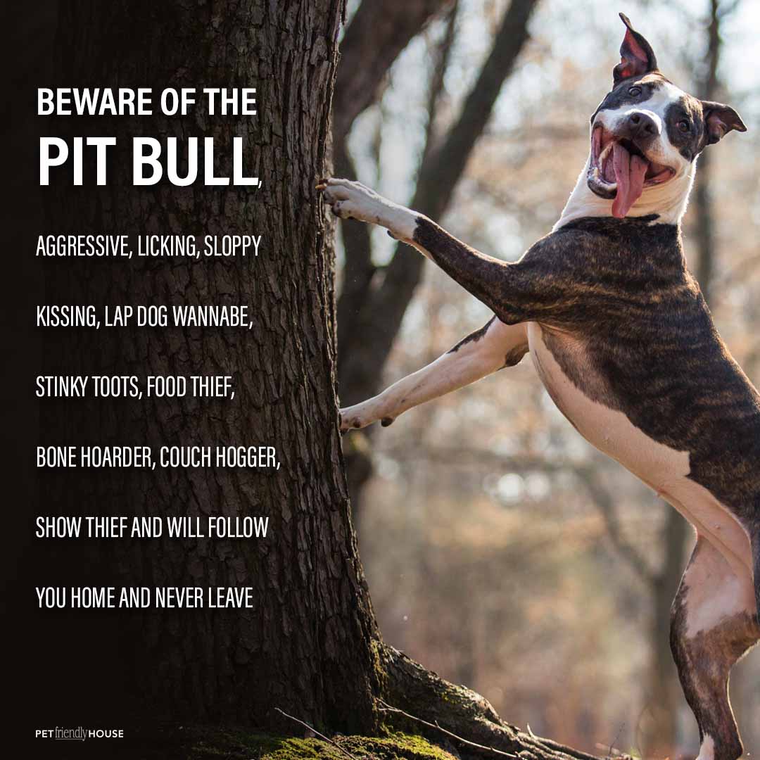 Beware of Pit Bulls