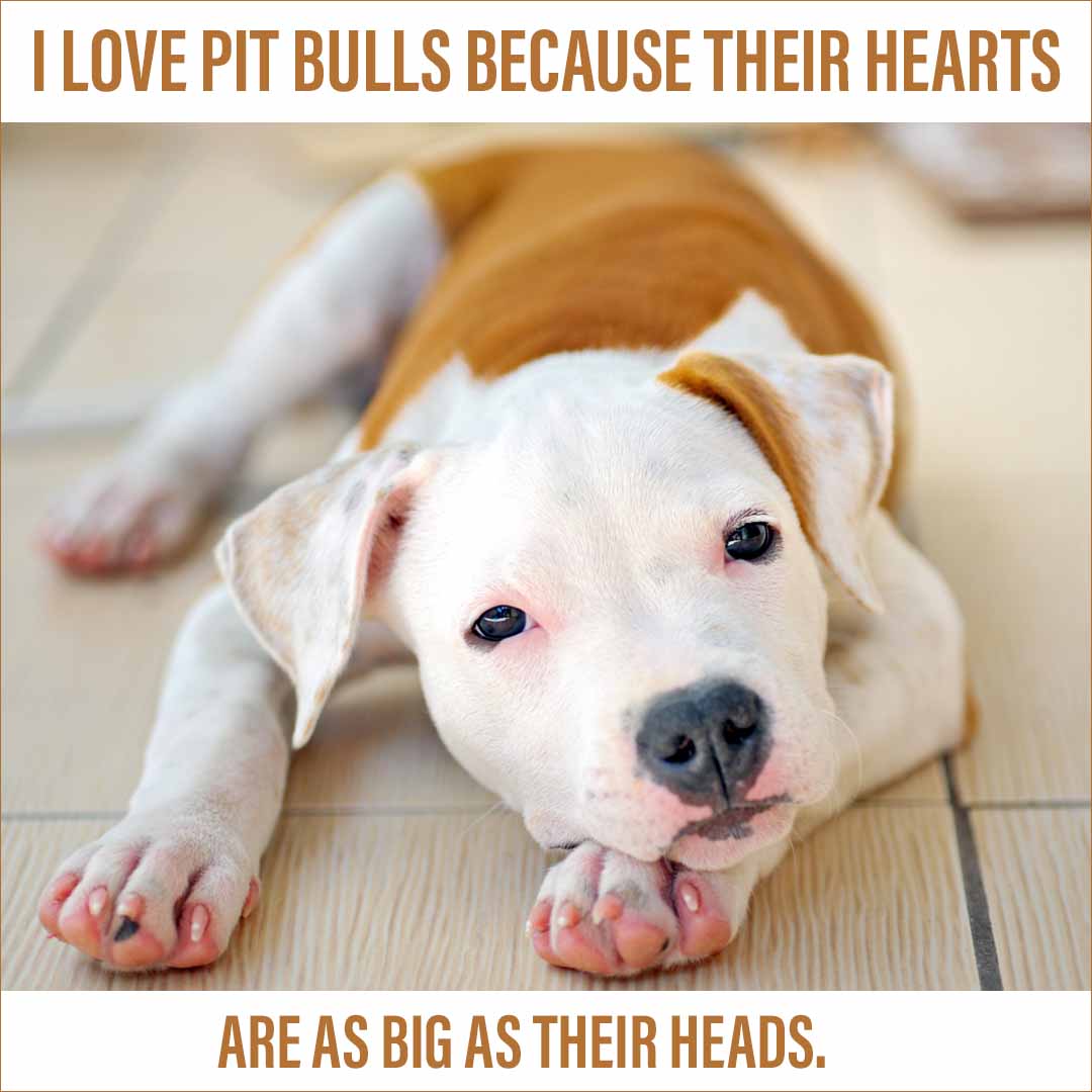 Pit Bulls have big hearts