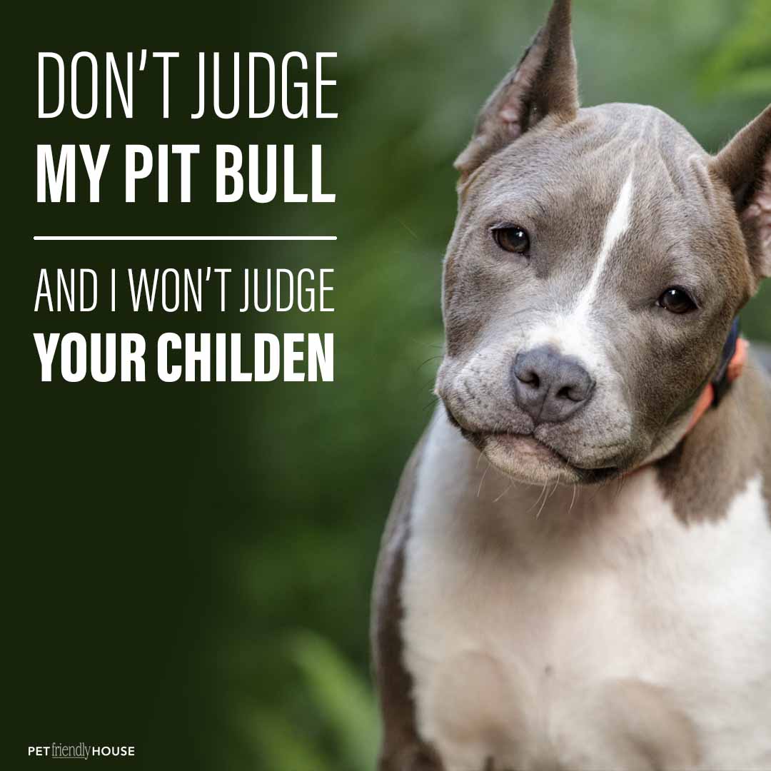don't judge my pit bull