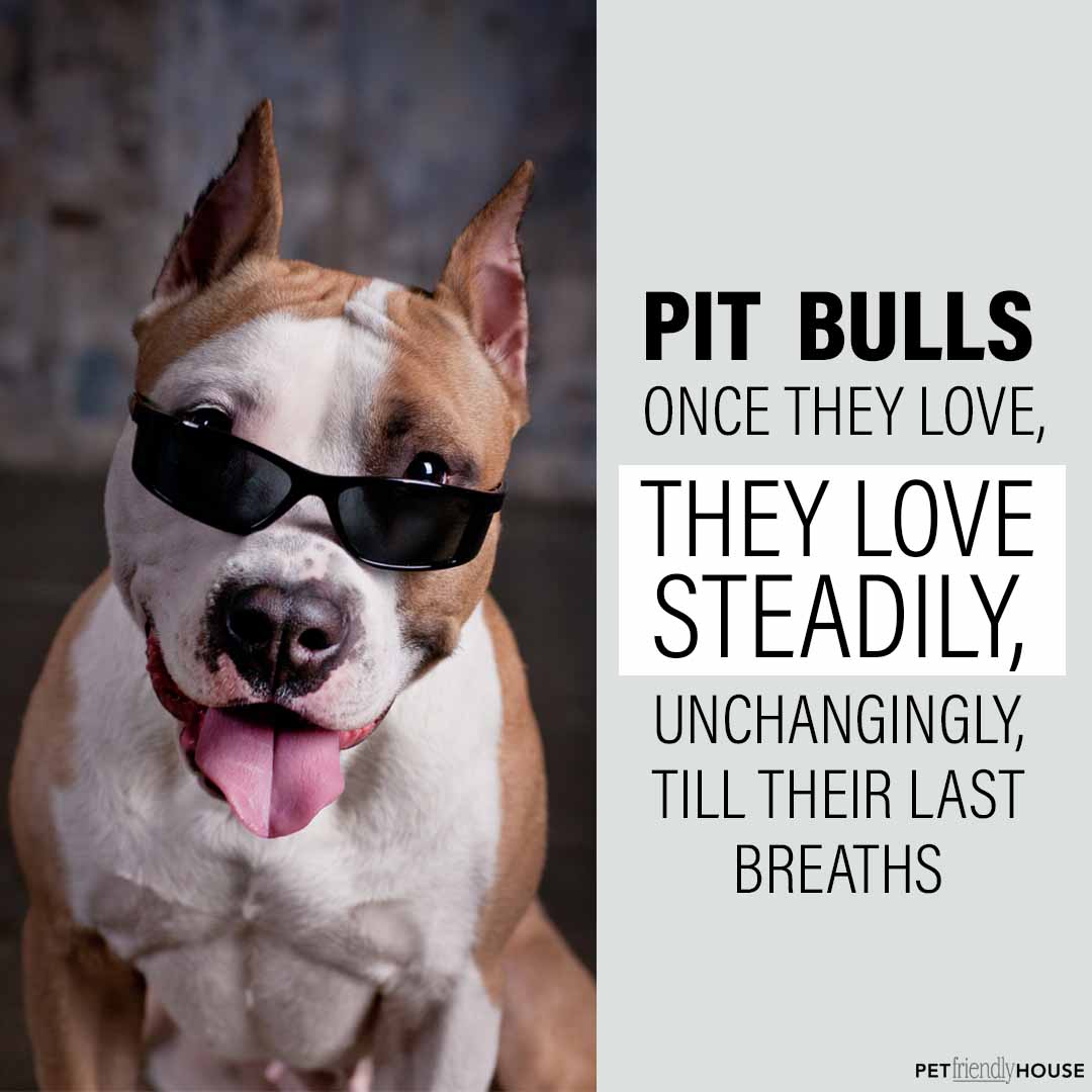 Pit Bulls Love