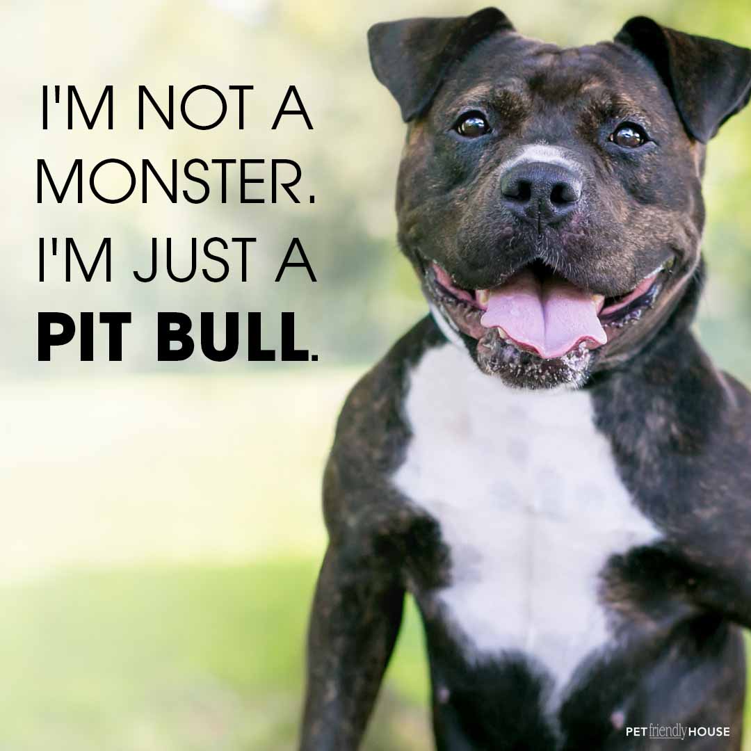 Pit Bulls are not monsters